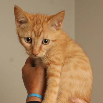 Tigger C70996 -  American Shorthair Cat for Adoption in Minnetonka, Minnesota - Tigger C70996 | PetCurious