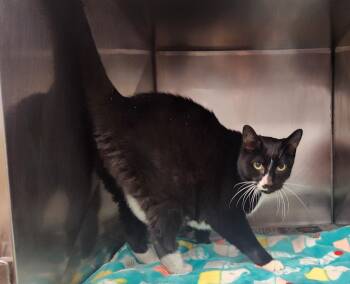 Chester -  Domestic Short Hair Cat for Adoption in Clayton, New Jersey - Chester | PetCurious