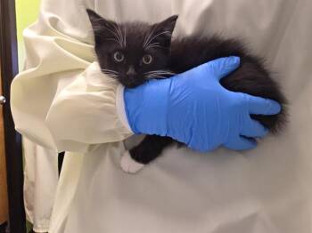 MAX -  Domestic Medium Hair Cat for Adoption in Kent, Washington - MAX | PetCurious