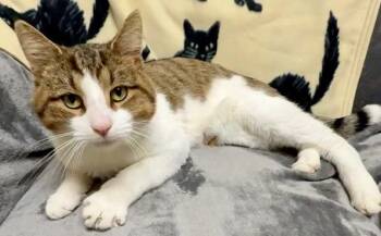 Rescue Domestic Short Hair Cats for Adoption in Gary, Indiana - Lucky | PetCurious