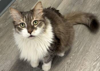 W2 Carl -  Domestic Long Hair Cat for Adoption in Southbury, Connecticut - W2 Carl | PetCurious