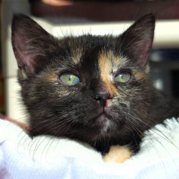 Ashanti -  Domestic Short Hair Cat for Adoption in Michigan City, Indiana - Ashanti | PetCurious