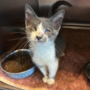 Erc (Eric with no I) -  Domestic Short Hair Cat for Adoption in Leander, Texas - Erc (Eric With No I) | PetCurious