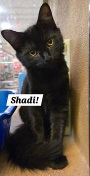Shadi -  Domestic Long Hair and Domestic Medium Hair Cat for Adoption in San Antonio, Texas - Shadi | PetCurious