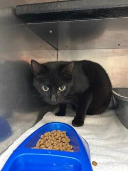 Domestic Short Hair Cats Available for Adoption in Burgaw, North Carolina - Biscuit | PetCurious