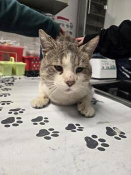 Domestic Short Hair Cats Available for Adoption - Maximus | PetCurious