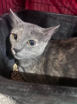 Lea -  Domestic Short Hair Cat Available for Adoption in Corpus Christi, Texas - Lea | PetCurious