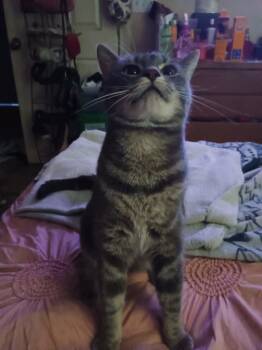 Rescue Tabby Cats for Adoption in Biloxi, Mississippi - Leonard | PetCurious