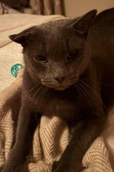 Domestic Short Hair Cats Available for Adoption - Ben | PetCurious