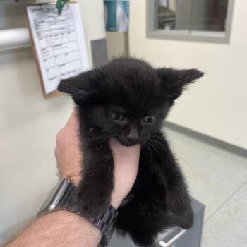 Mavis -  Domestic Short Hair Cat for Adoption in Galax, Virginia - Mavis | PetCurious