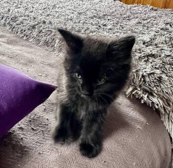 Raven -  Domestic Medium Hair Cat for Adoption in Ferndale, Michigan - Raven | PetCurious