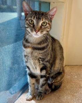 Domestic Short Hair Cats Available for Adoption in Novato, California - Grace | PetCurious