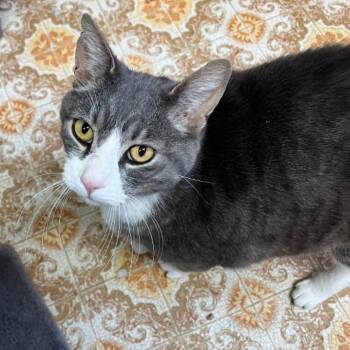 Garfield -  Domestic Short Hair Cat for Adoption in Aberdeen, Washington - Garfield | PetCurious