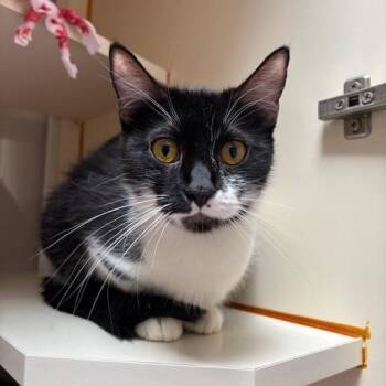 Domestic Short Hair Cats Available for Adoption in Murray, Utah - Cookie | PetCurious