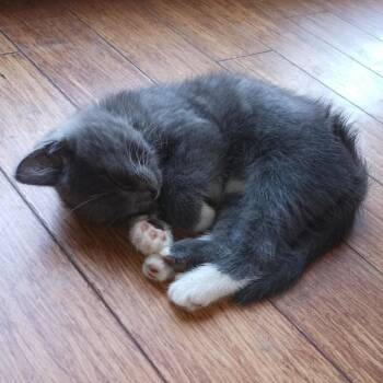 Domestic Short Hair Cats Available for Adoption in Woodstock, Virginia - Shayla | PetCurious