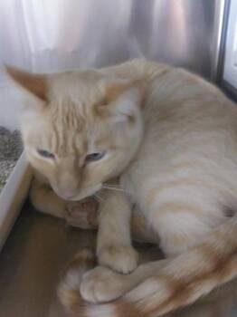 Lionblaze -  Domestic Short Hair Cat for Adoption in Pahrump, Nevada - Lionblaze | PetCurious