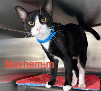 Mayhem 26 -  Tuxedo and Domestic Short Hair Cat for Adoption in Brookhaven, Mississippi - Mayhem 26 | PetCurious