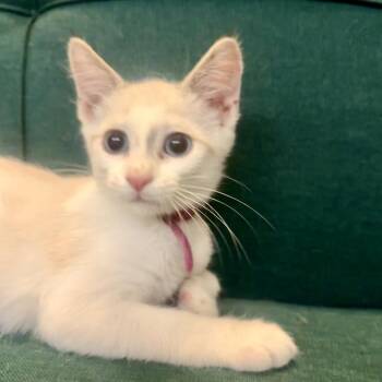 Cupcake -  Turkish Van Cat for Adoption in League City, Texas - Cupcake | PetCurious
