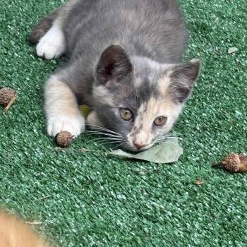 Fruit Loop -  American Shorthair and Extra Toes Cat Hemingway Polydactyl Cat for Adoption in Hickory, North Carolina - Fruit Loop | PetCurious