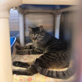 Domestic Short Hair Cats Available for Adoption in Kanab, Utah - Plateau | PetCurious