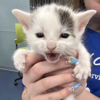 Fred -  Domestic Medium Hair Cat for Adoption in Greensboro, North Carolina - Fred | PetCurious
