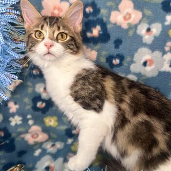 Siberian and American Wirehair Cats Available for Adoption - Mable | PetCurious
