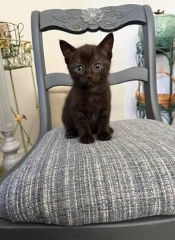 Solo -  Domestic Short Hair Cat for Adoption in Chisholm, Minnesota - Solo | PetCurious