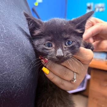 Toebias -  Domestic Short Hair Cat for Adoption - Toebias | PetCurious