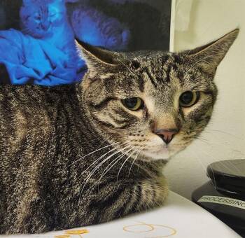 MURPHY -  Domestic Short Hair Cat for Adoption in Pueblo, Colorado - MURPHY | PetCurious