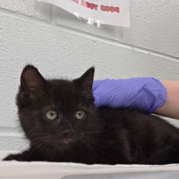 Boomhauer -  Domestic Short Hair Cat for Adoption in Chattanooga, Tennessee - Boomhauer | PetCurious