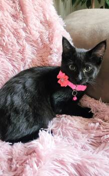 Delilah -  Domestic Short Hair Cat for Adoption in Lombard, Illinois - Delilah | PetCurious