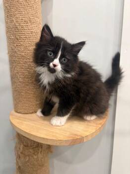 Connor -  Domestic Medium Hair Cat for Adoption in Lunenburg, Vermont - Connor | PetCurious