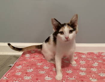 Rescue Calico and Domestic Short Hair Cats for Adoption in Georgetown, Kentucky - Monique | PetCurious