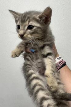 Abbott -  Domestic Short Hair Cat Available for Adoption in West Chester, Pennsylvania - Abbott | PetCurious