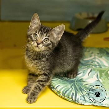 Egg -  Domestic Short Hair Cat for Adoption in Abilene, Texas - Egg | PetCurious