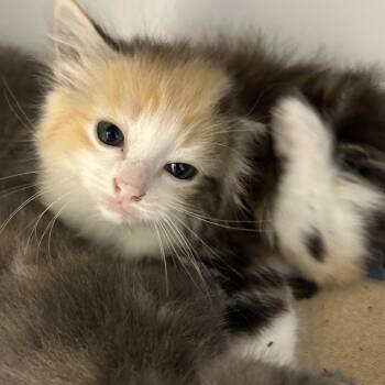 Agatha -  Domestic Long Hair Cat for Adoption in Keizer, Oregon - Agatha | PetCurious