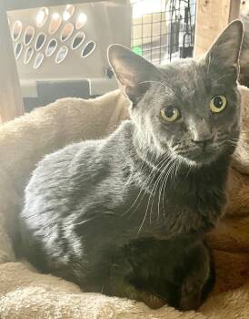 Rescue Russian Blue Cats for Adoption - Grace | PetCurious
