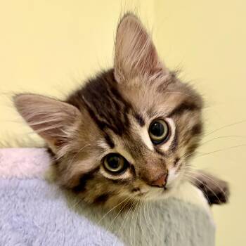 Tabby and Domestic Short Hair Cats Available for Adoption in Vaughan, Ontario - Bazooka | PetCurious