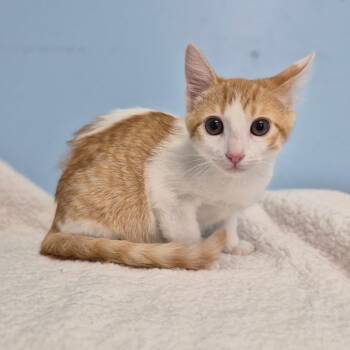 Malakai -  Domestic Short Hair Cat for Adoption in Wahiawa, Hawaii - Malakai | PetCurious