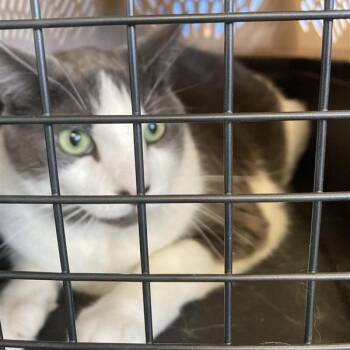 Monkey -  Domestic Short Hair Cat for Adoption in Long Beach, California - Monkey | PetCurious