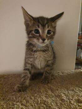 Rescue Domestic Short Hair Cats for Adoption in Parkville, Maryland - Jamie Oliver | PetCurious