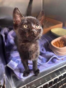 Stoick -  Domestic Short Hair Cat for Adoption in Statesboro, Georgia - Stoick | PetCurious