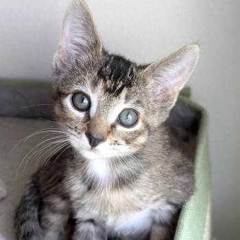 Halimah -  Domestic Short Hair Cat for Adoption in Meridian, Idaho - Halimah | PetCurious