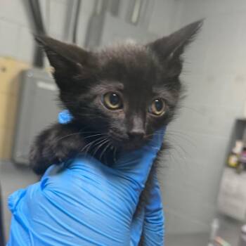 Bang -  Domestic Short Hair Cat for Adoption in Summerville, South Carolina - Bang | PetCurious