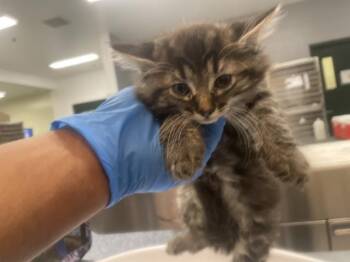 Domestic Short Hair Cats Available for Adoption in Thousand Palms, California - A1916342 | PetCurious