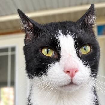Godiva -  Manx Cat for Adoption in Jupiter, Florida - Godiva | PetCurious