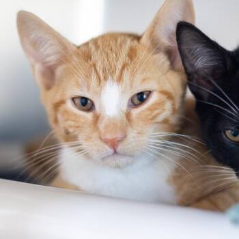Tiki (bonded with Friskies) -  Domestic Short Hair Cat for Adoption in Wilmington, Delaware - Tiki (bonded With Friskies) | PetCurious