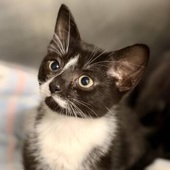 Puppet -  Domestic Short Hair Cat for Adoption in Jackson Township, New Jersey - Puppet | PetCurious