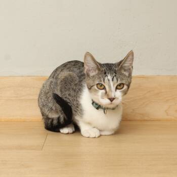 Rescue Domestic Short Hair Cats for Adoption in Minnetonka, Minnesota - Marriott C67005 | PetCurious