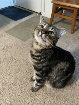 Rescue Domestic Short Hair Cats for Adoption in St. Cloud, Minnesota - Ginger | PetCurious